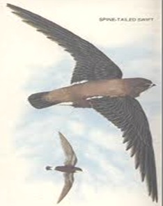 FASTEST ANIMALS | BIOZOOM